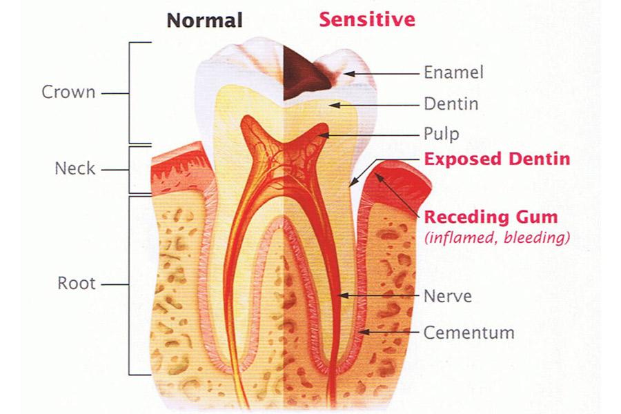 Tooth Pulp Function And Oral Health Encore Dental Clinic